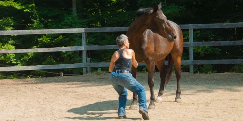 MOVING PEOPLE: JoAnna Mendl Shaw on Her New Book, How Physical Listening Could Benefit Politicians, and the Most Expressive Body Part of a Horse and a Human