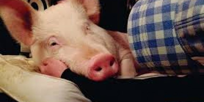 DANCER CASTING CALL for "Good Night Pig," a play