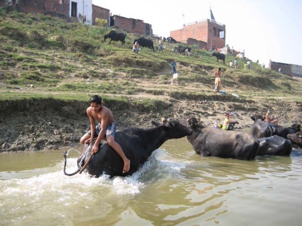 My camera interrupts a cow's bath.