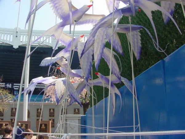 These birds were attached to a circular harness which the dancers wore