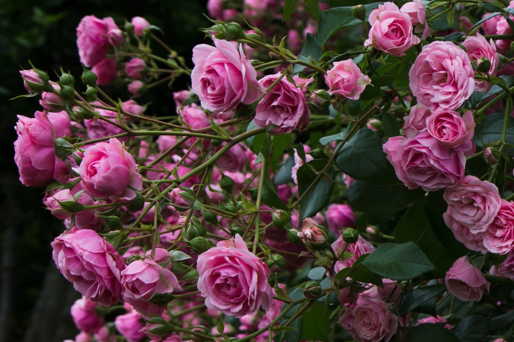 an explosion of pink roses and green buds