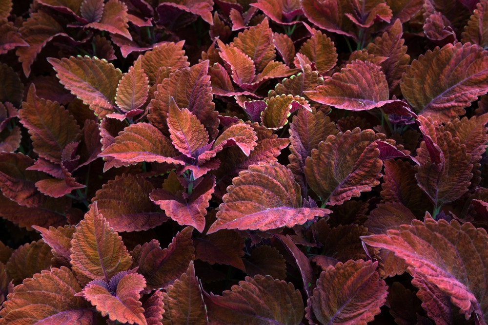 a mass coleous leaves of various shades of purple melting into brown.
