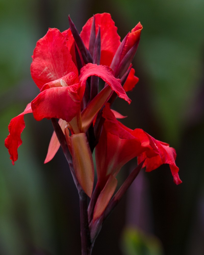 an exquiste and vibrantly red iris that almost mirrors the picture of the man in red that preceded it