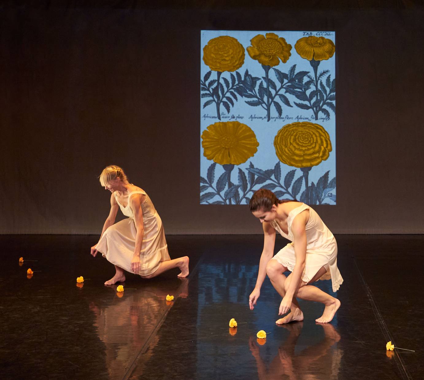Two women dancers wearing white slips kneel on the diagonal behind even-spaced marigold flowers forming a border. Screened behind is a drawing of two giant marigolds and flora.