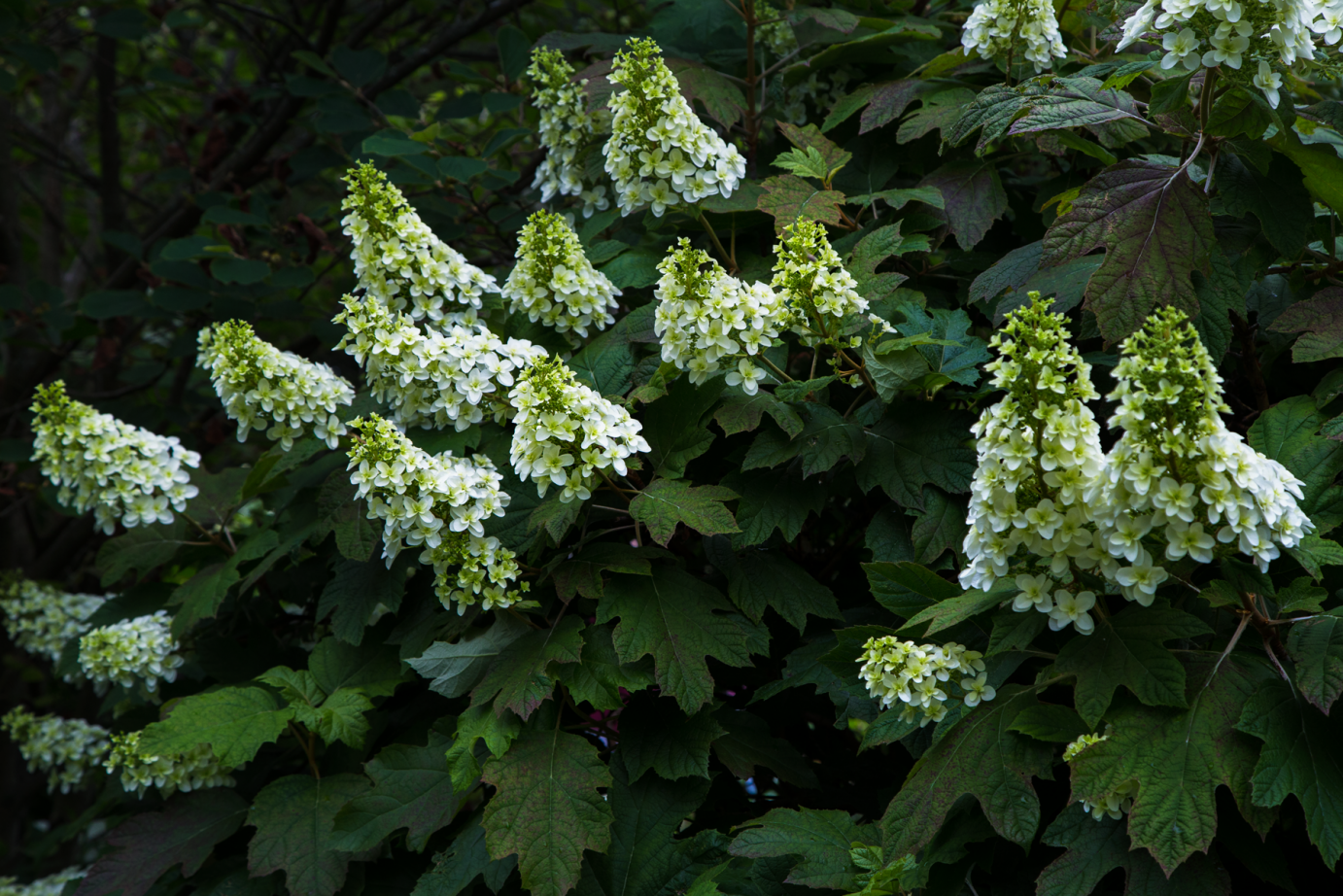 beautiful blue and white hydrangeas nestled in green.