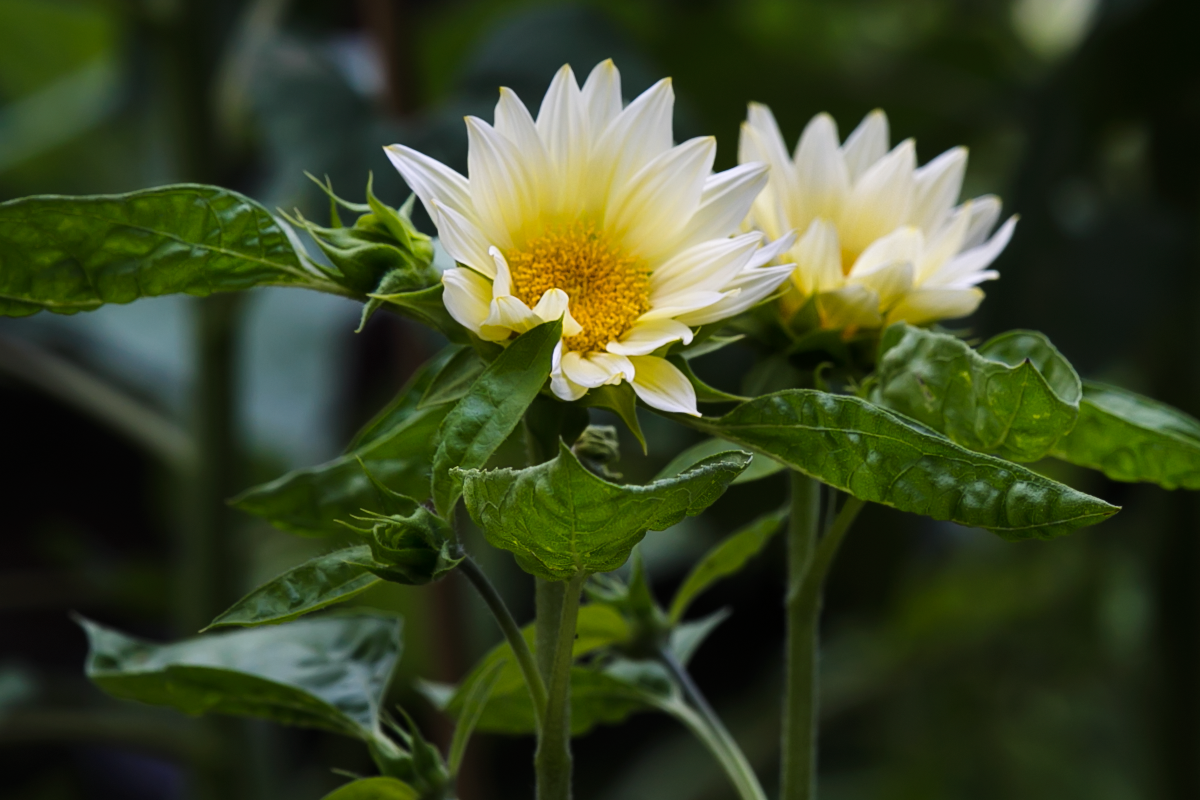 a beautiful yellow daisy like flower 