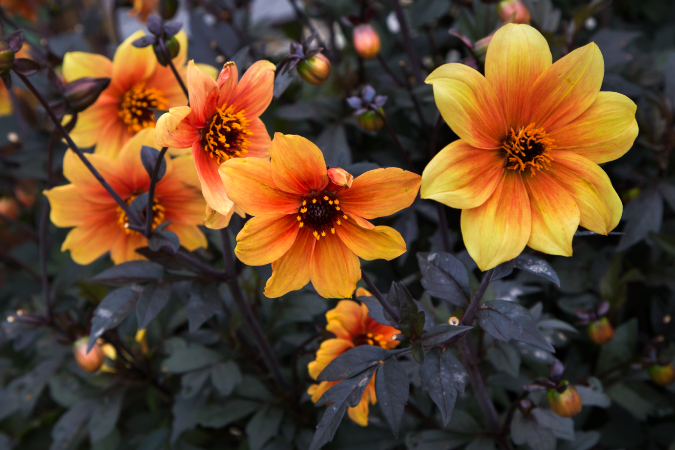 Colorful Yellow Dahlias